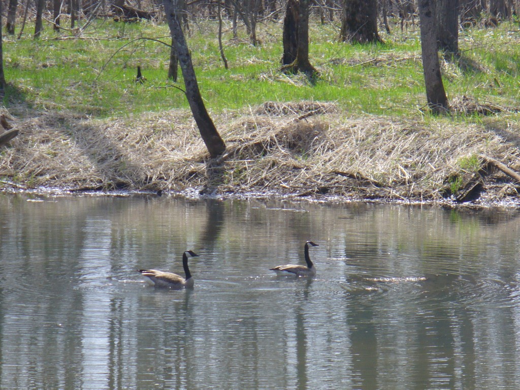 Village of Suring, Oconto County, Wisconsin Official site of the